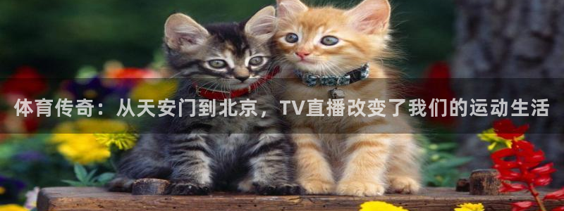 857体育直播入口